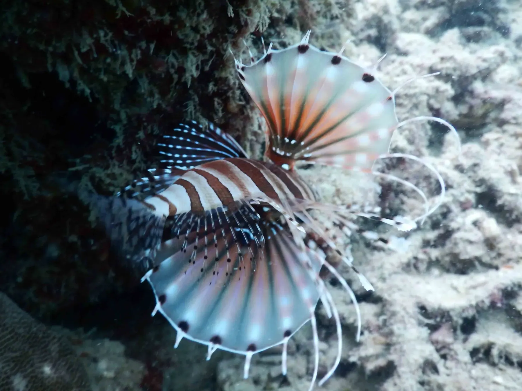 A lionfish with fanned spines against coral at Aquarium