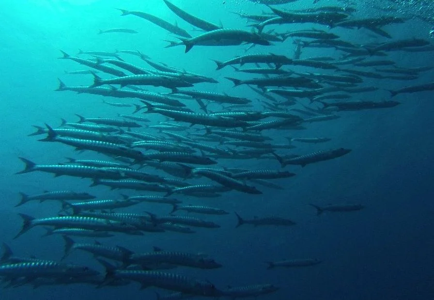Barracuda school at a Havelock Island dive site