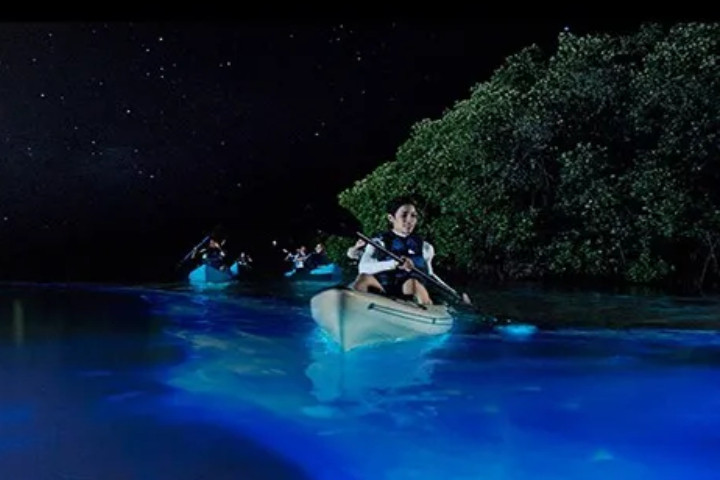 Bioluminescence night kayaking Havelock