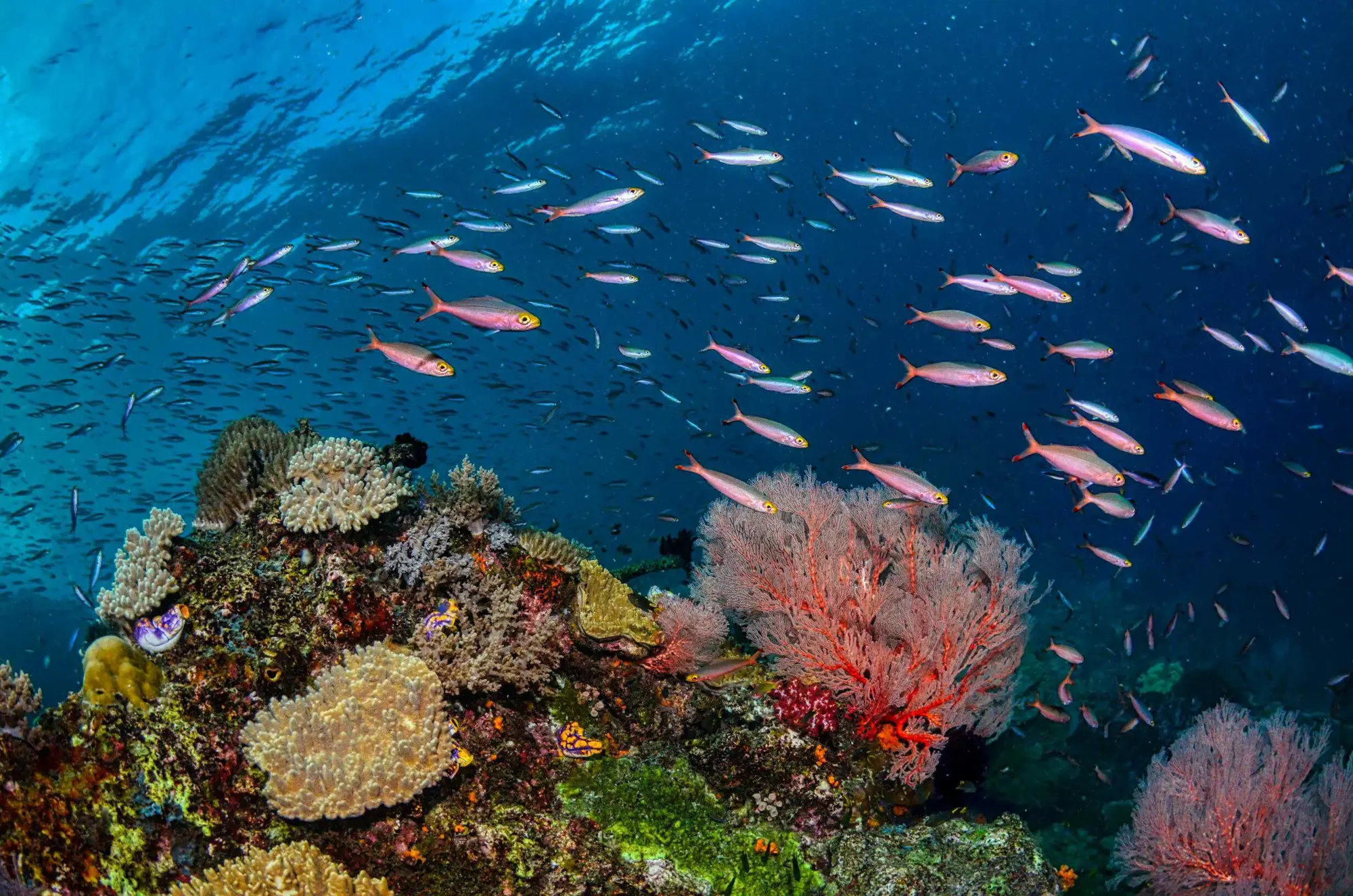 Broken Ledge, Havelock Island