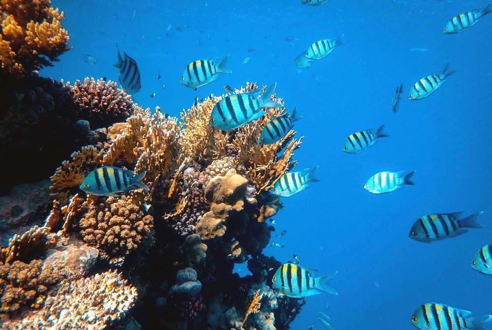 Reef fish and coral, Havelock Island