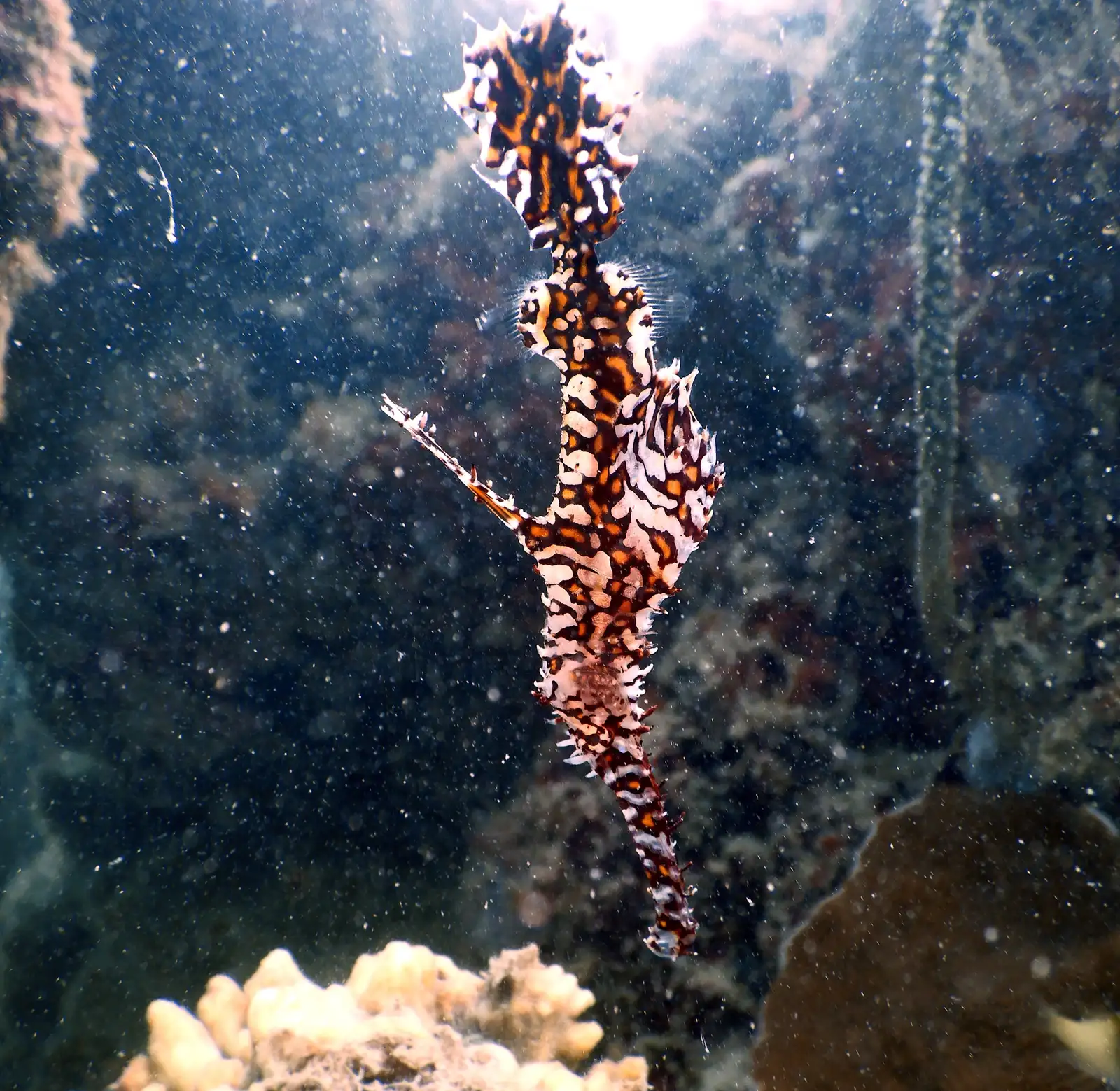 Ornate ghost pipefish spotted on a deep dive