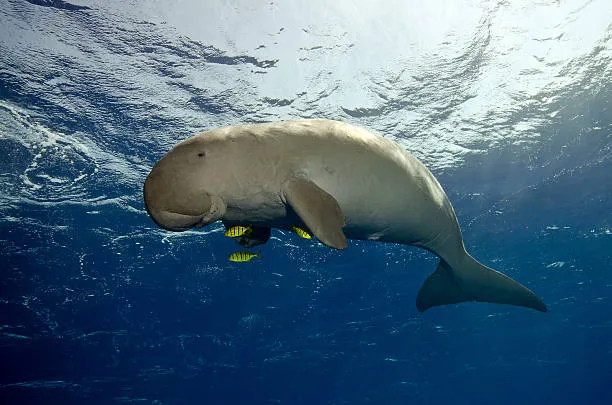 A dugong swimming near the surface at Neil Island, accompanied by two small yellow fish