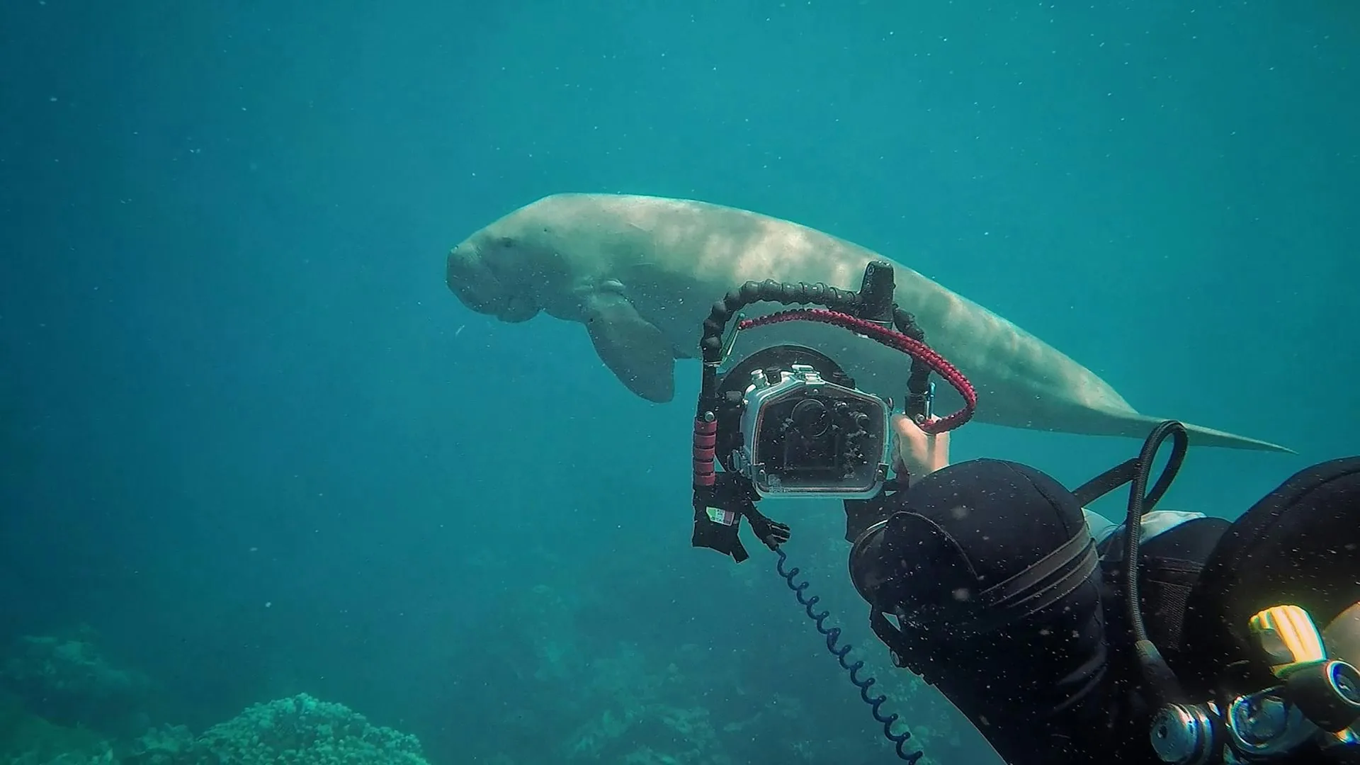 Dugong Dungeon, Neil Island