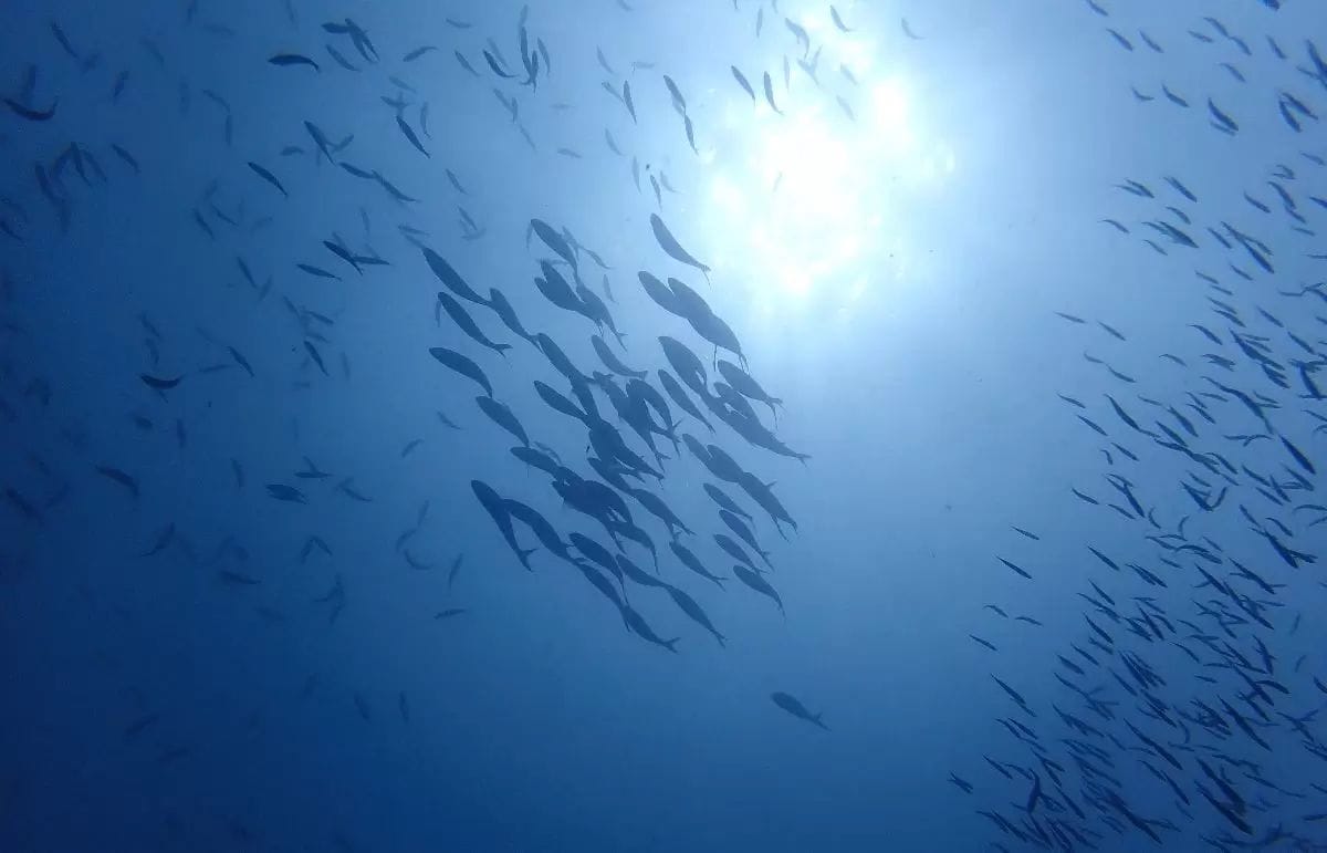 Exclusive Sites fun diving