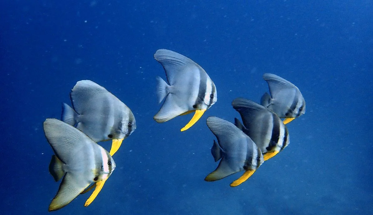 Batfish sheltering near a wreck at a Havelock dive site