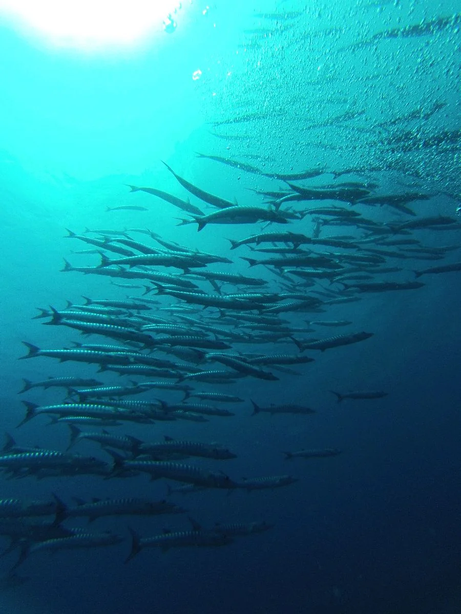 School of barracuda circling at a Havelock dive site