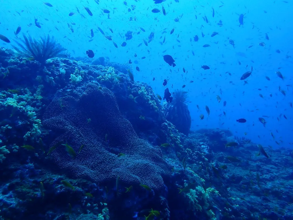 A rocky reef face with a dense column of fish above at Jackson's Bar