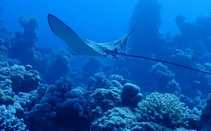 An eagle ray gliding over the coral at Johnny's Gorge