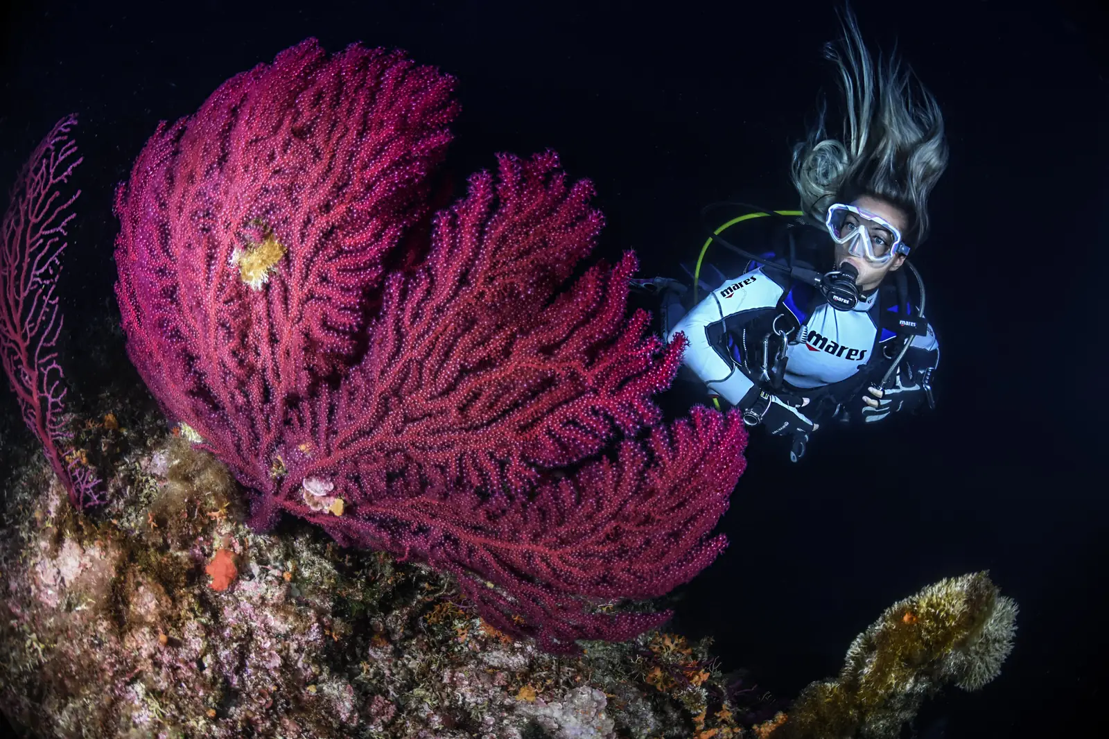 Diver observing a large gorgonian sea fan underwater