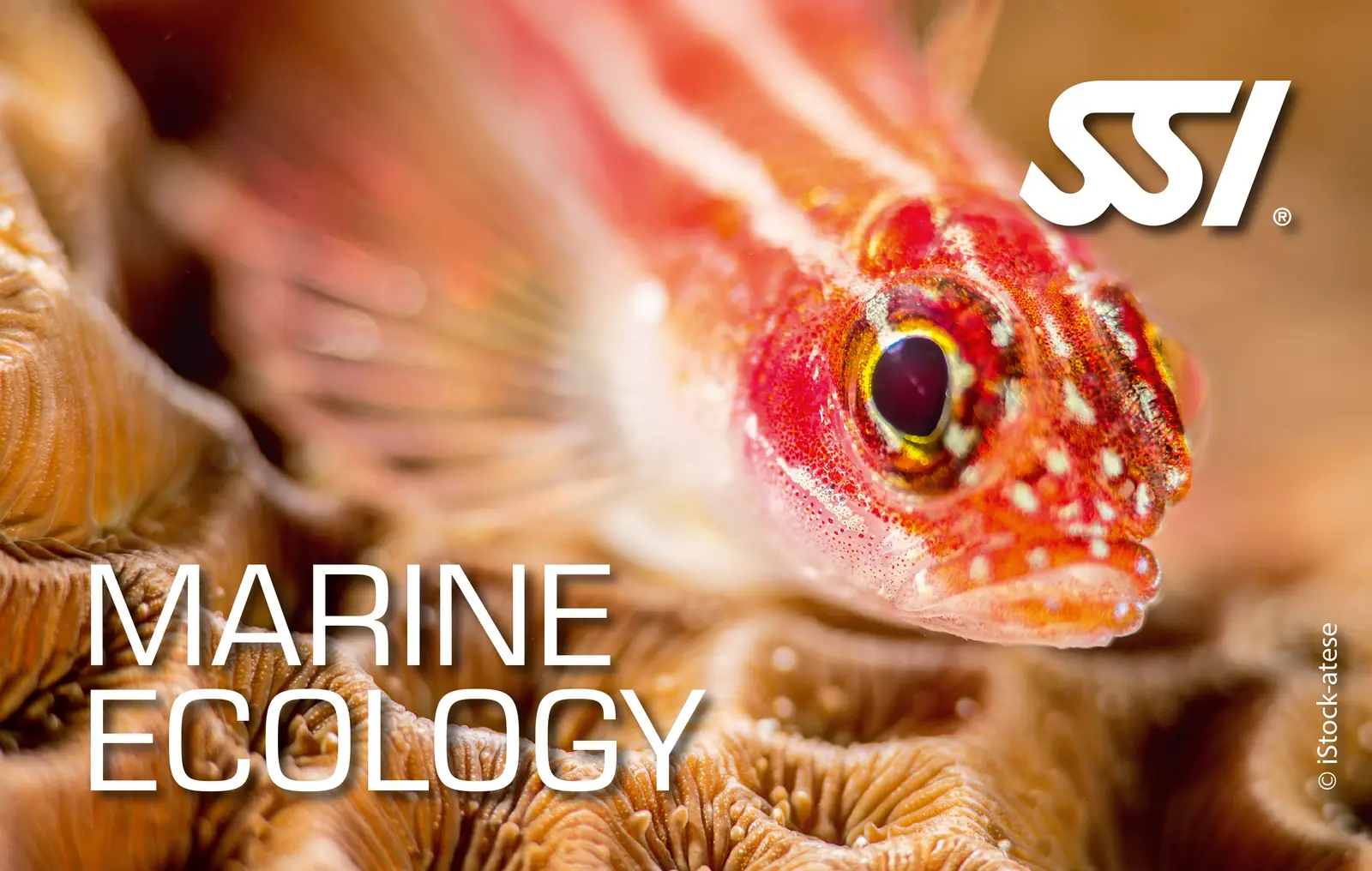 SSI Marine Ecology Speciality course card