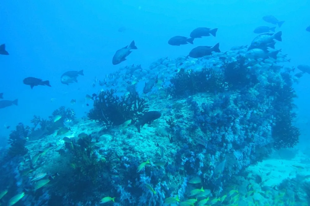 A coral bommie with a school of snappers and reef fish at Minerva Ledge
