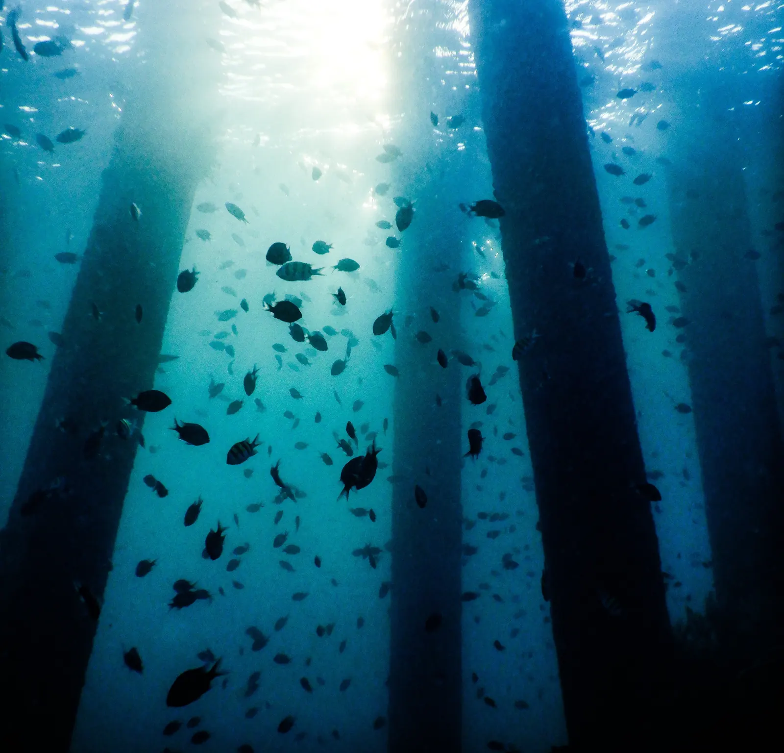 Reef fish schooling under a jetty at a Havelock Island dive site