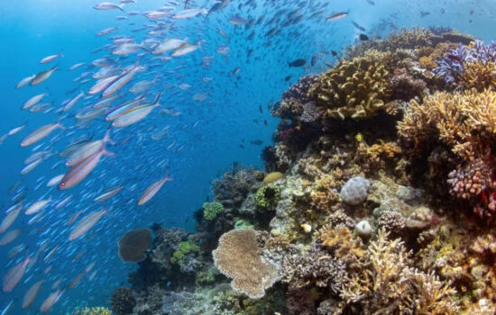 School of fusiliers over the coral reef at Parrot's Rock, Chidiyatapu