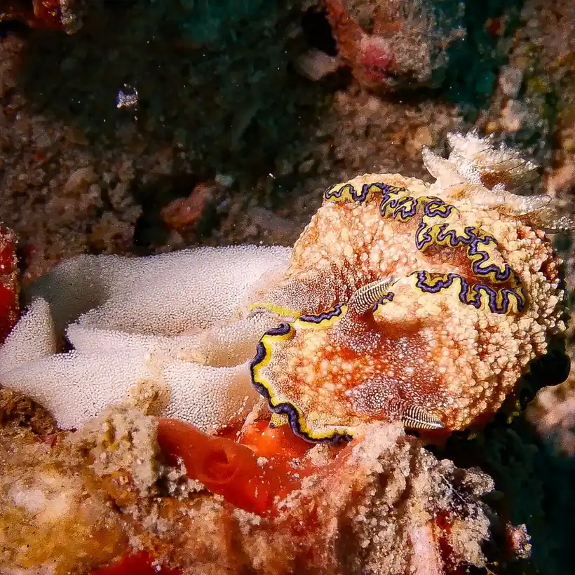 Nudibranch on a coral reef at a Havelock Island dive site