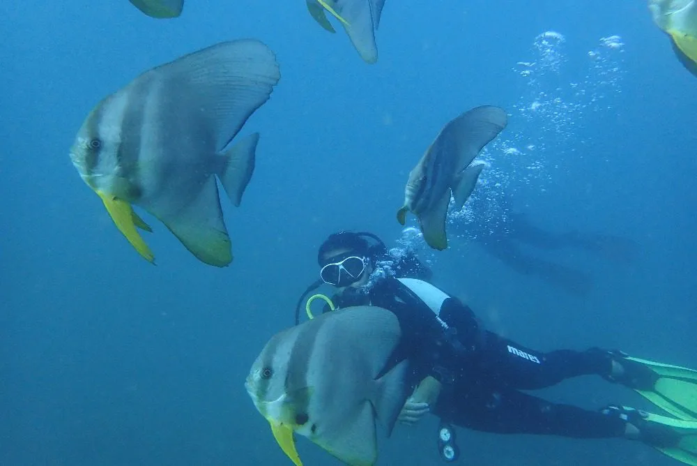 Pilot Reef, Havelock Island