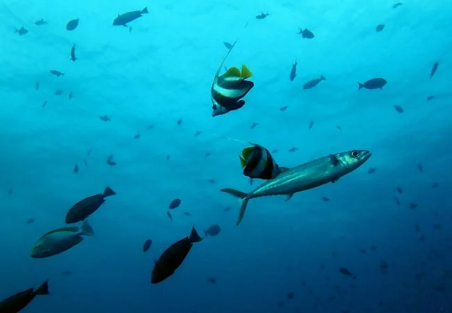 Bannerfish and a trevally in open water above the reef at Purple Haze