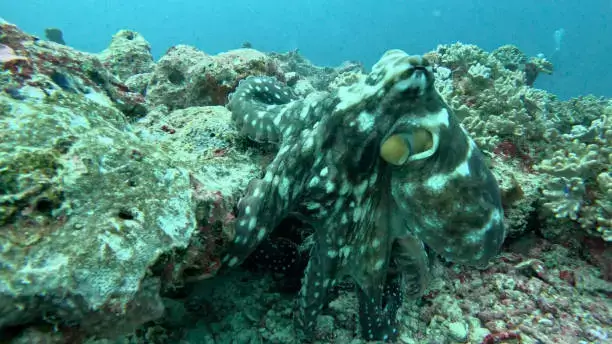 Octopus spotted underwater while scuba diving in Kovalam, Kerala