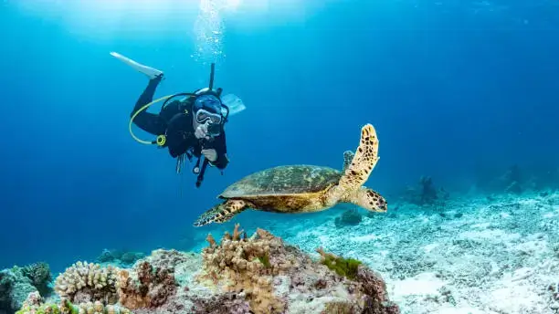 Scuba diver with a turtle while scuba diving in Lakshadweep