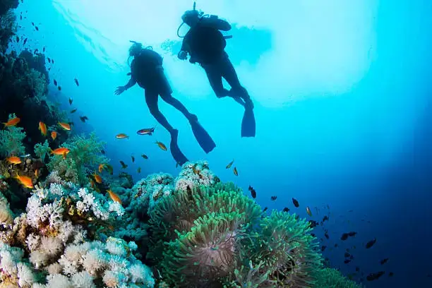 Divers close to a coral reef while scuba diving in Netrani Island, Karnataka