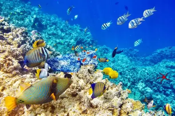 Colourful fish life over a coral reef while scuba diving in Pondicherry