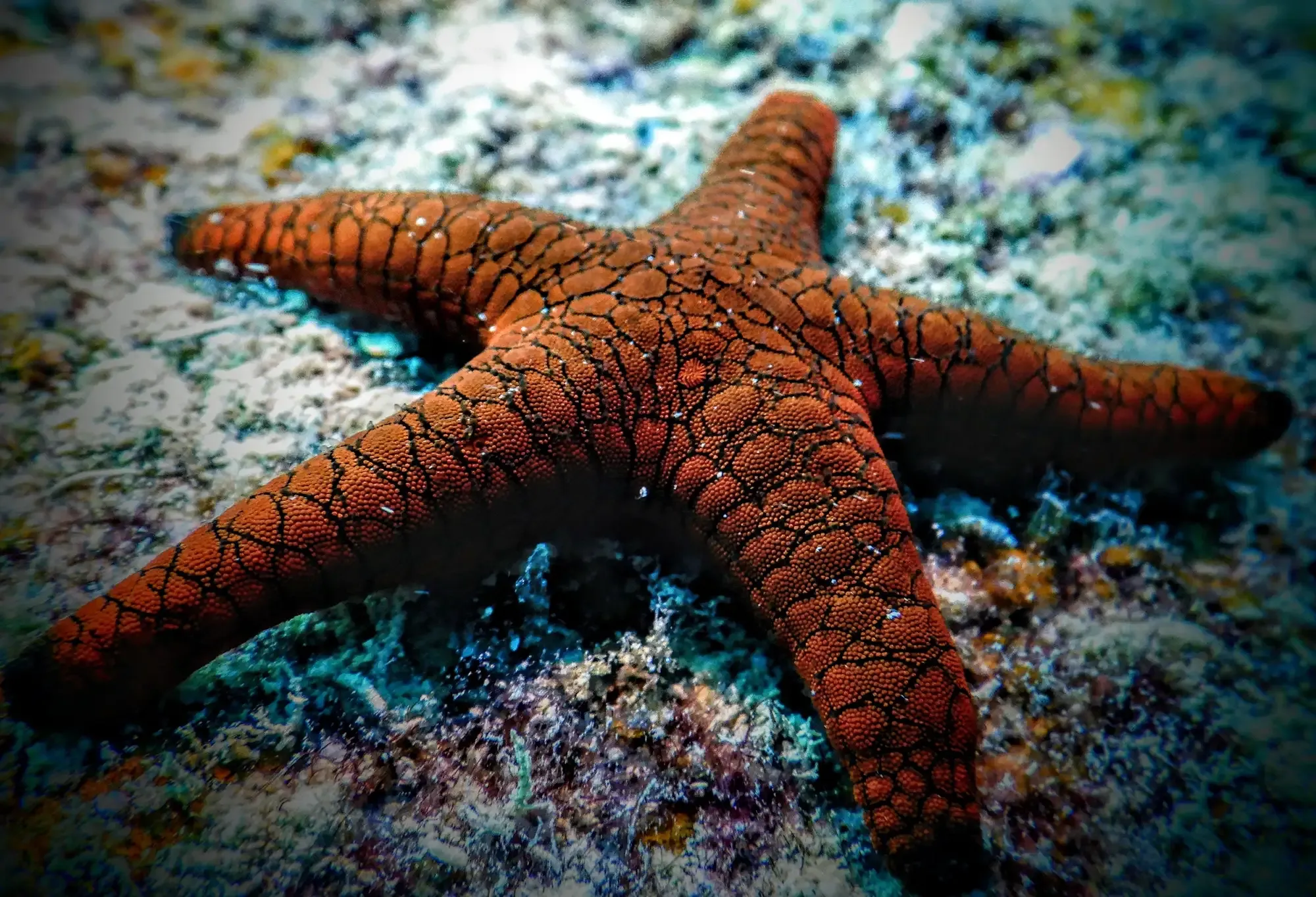Starfish on the seabed in Andaman waters