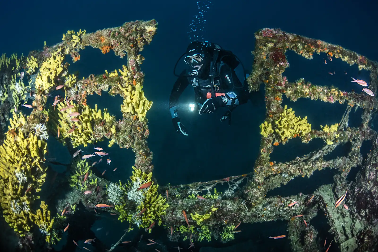 Diver with torch inside a coral-covered wreck framework surrounded by reef fish