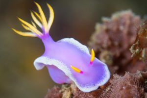 Nudibranch underwater