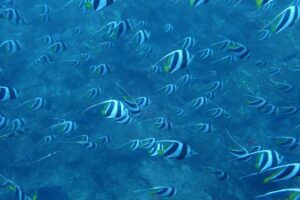 Schools of banner fish and fusiliers underwater in Andaman