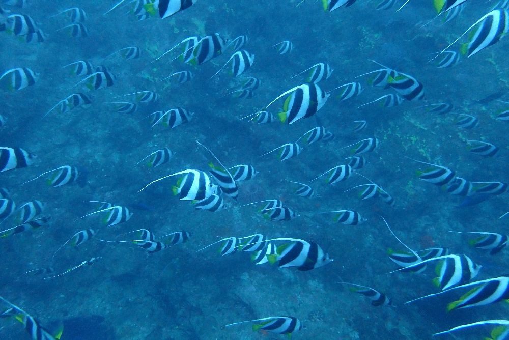school of fishes at Broken Ledge 