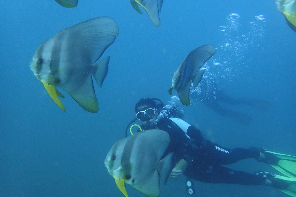 divers with fishes at SS Inchket fun diving site