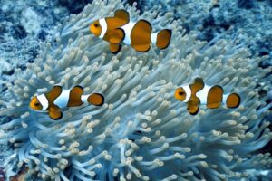 Clownfish-Lazy-Burrow-underwater