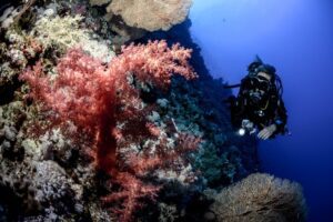 person-diving-coral