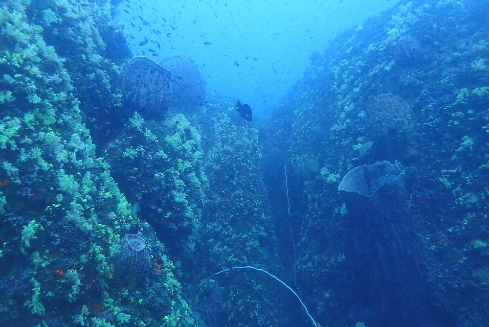 amazing coral reefs at Dickson’s Pinnacles 