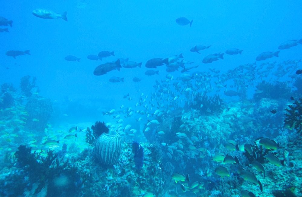 Group of fishes with coral reefs at the Jackson’s Bar 
