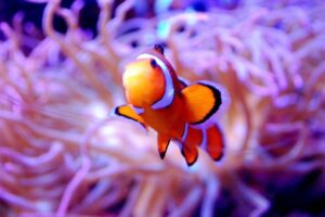 Sea anemone and clown fish underwater