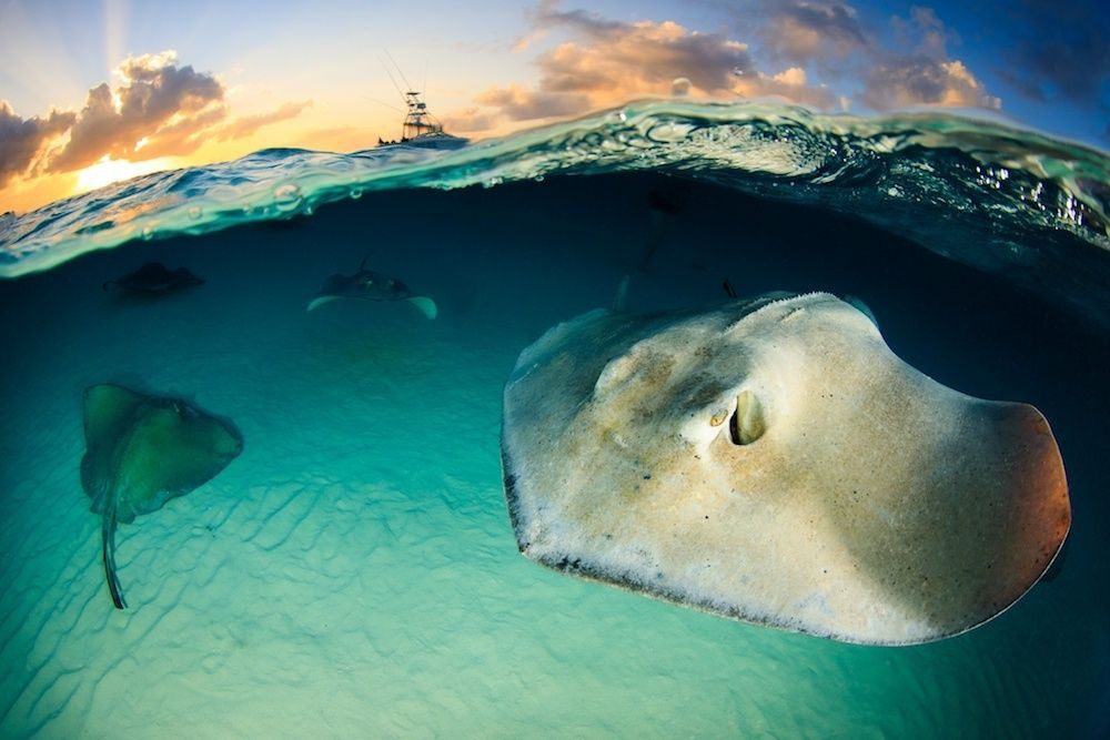 Sting Rays underwater