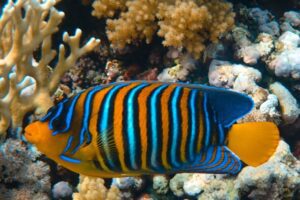 regel-angelfish-underwater