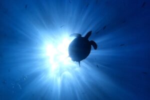great visibility under water with turtle