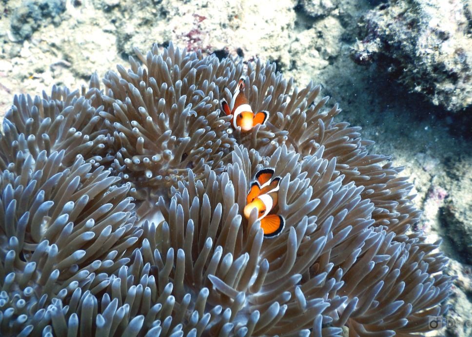 nemo fishes in soft coral at Nemo Reef fun diving site