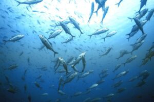 Schools of Trevally and fusiliers underwater in Andaman