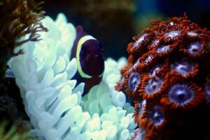 anemone (1)