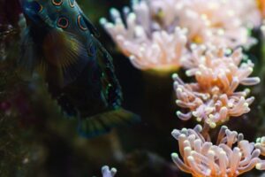 fish-with-coral-underwater