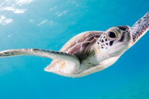underwater-turtle