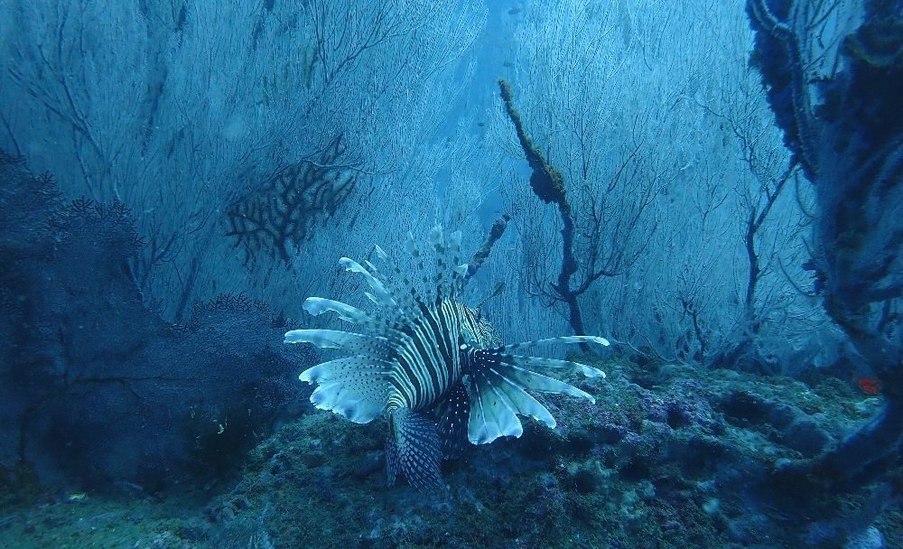 lion fish in corals at White House Rock 