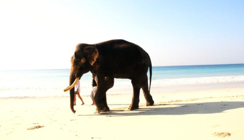 Radhanagar beach