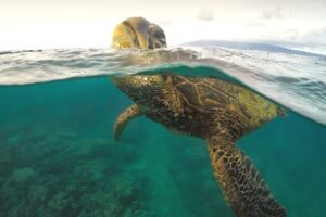 turtle in sea spotted while snorkelling in India
