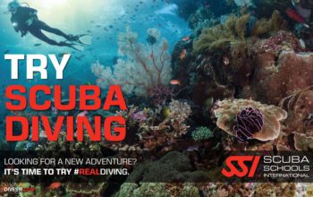 Try scuba diving with seahawks scuba