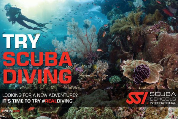 Try scuba diving with seahawks scuba