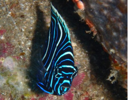 Angel fish underwater